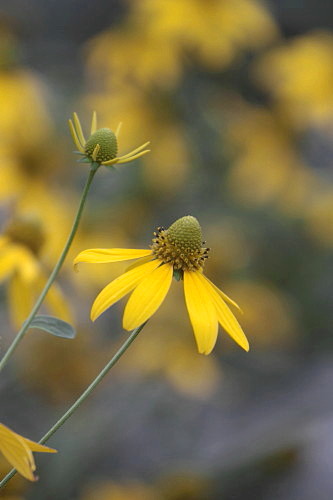 ところ変われば、花も変わる？_d0038630_21191571.jpg