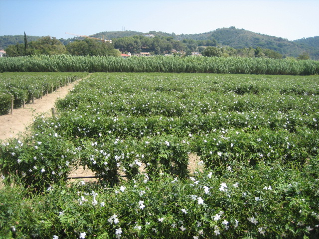 e0009547_86114.jpg