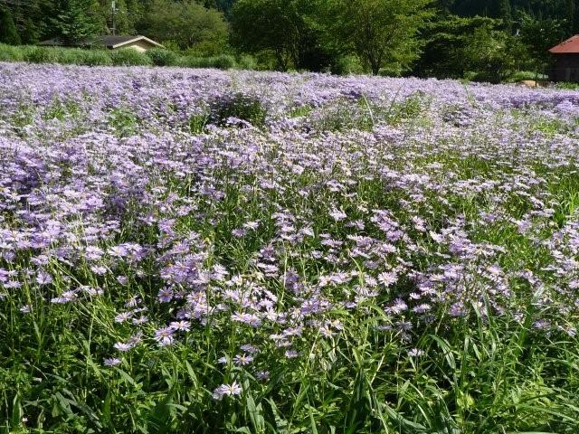 北山友禅菊_f0025351_059463.jpg