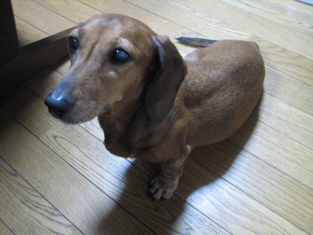 夏バテのボクちゃんが唯一食べるもの!!_f0181251_20161080.jpg