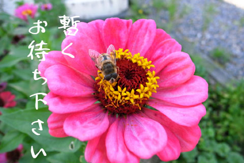 a0083760_16165112.jpg