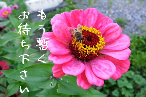 a0083760_16172585.jpg