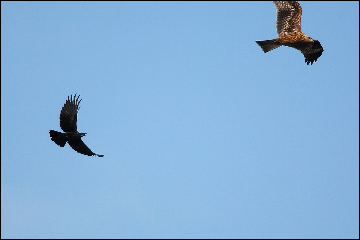 カラスは強い 野鳥の素顔 野鳥と日々の出来事
