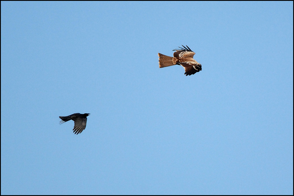 カラスは強い 野鳥の素顔 野鳥と日々の出来事