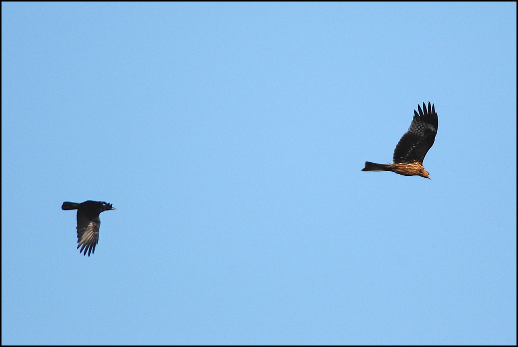 カラスは強い 野鳥の素顔 野鳥と日々の出来事
