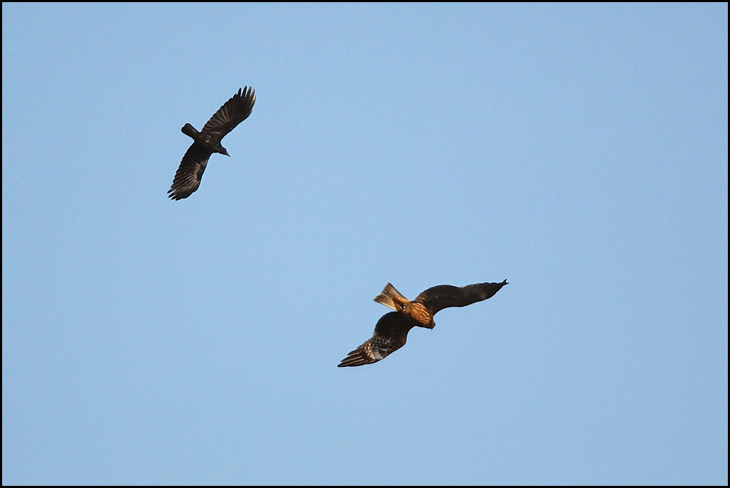 カラスは強い 野鳥の素顔 野鳥と日々の出来事
