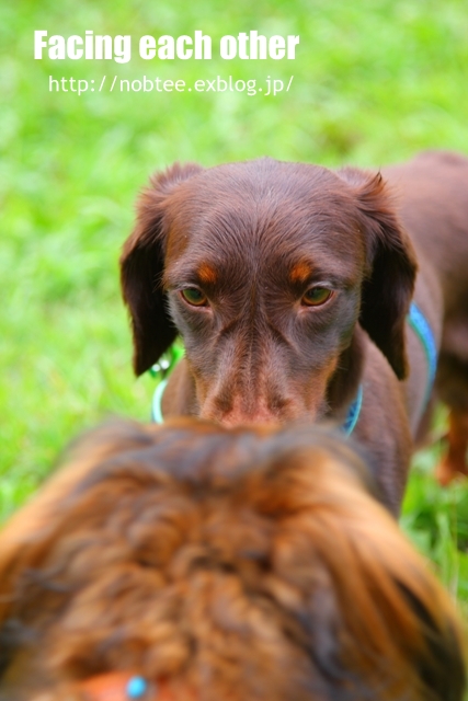 対峙する二匹、　犬編_c0140281_20253355.jpg