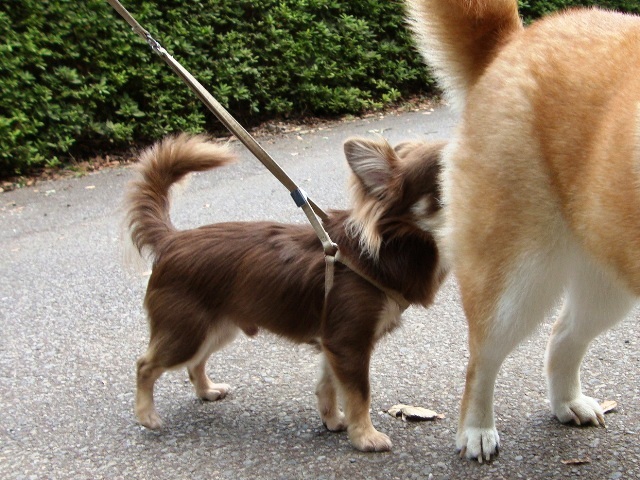 影法師_a0126590_23115744.jpg