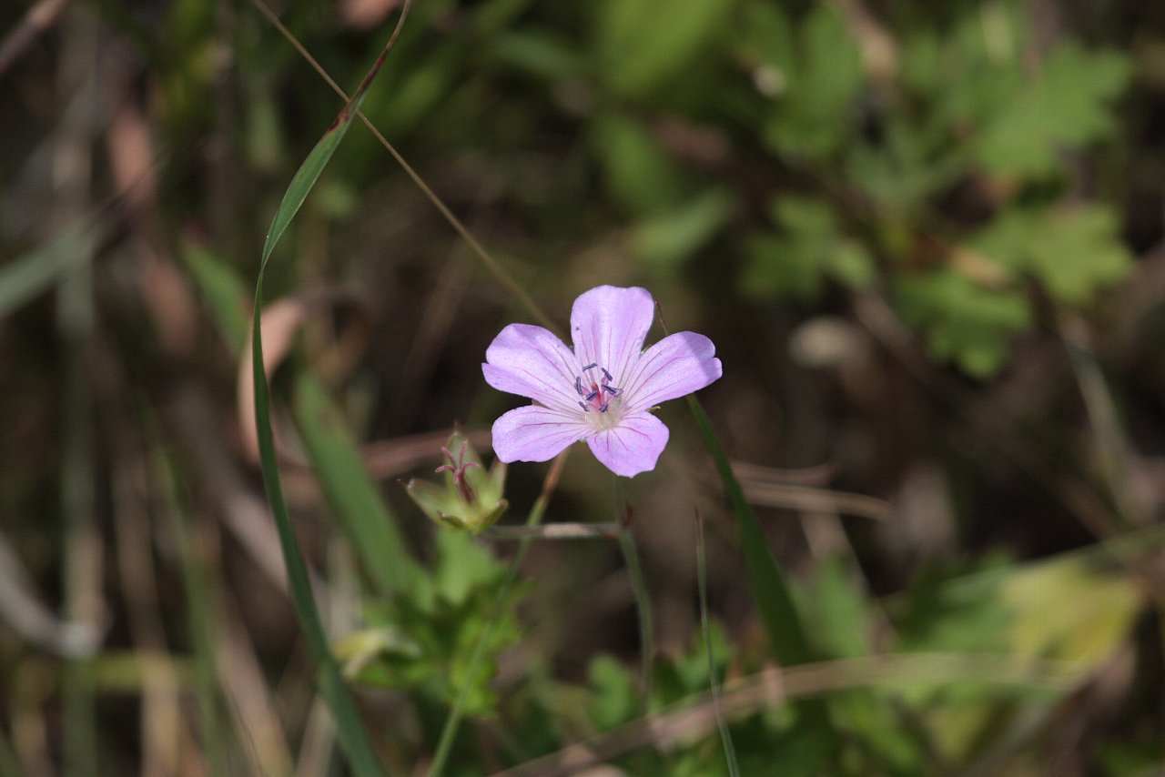 【霧ヶ峰高原の花達Ⅱ】_e0167295_2293033.jpg