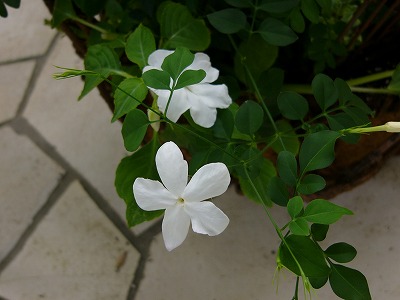 a0123003_1814499.jpg