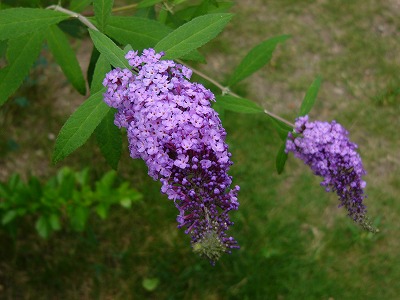 a0123003_1885370.jpg