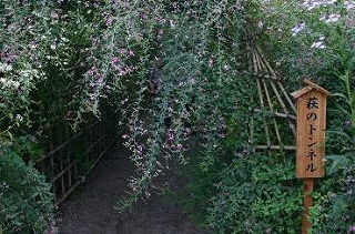萩 (秋の七草1 江戸の花)_c0187004_22394710.jpg