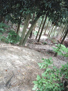 e0183004_1963898.jpg