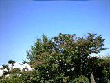 空は青☆_f0082612_2040140.jpg