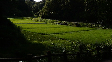 夢_b0032617_224346.jpg