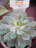 多肉植物*_d0085018_0348.jpg