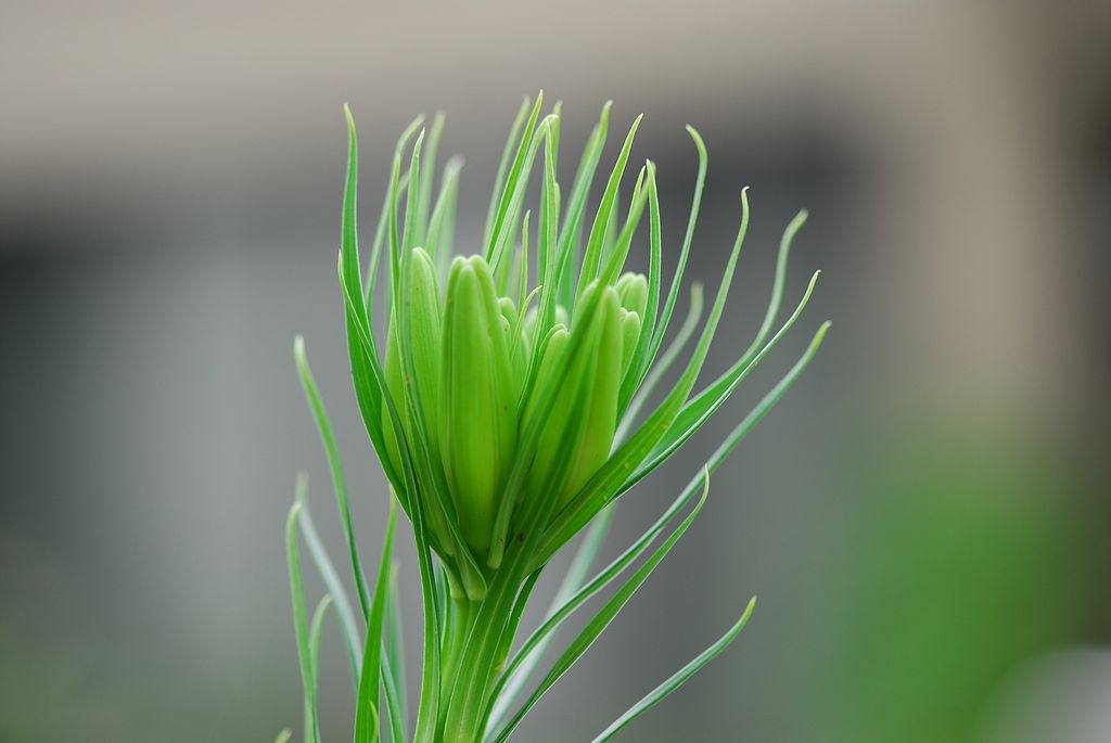 タカサゴユリの滝咲き 傘咲き 私のデジタル写真眼 タカサゴユリの滝咲き 傘咲き 私のデジタル写真眼