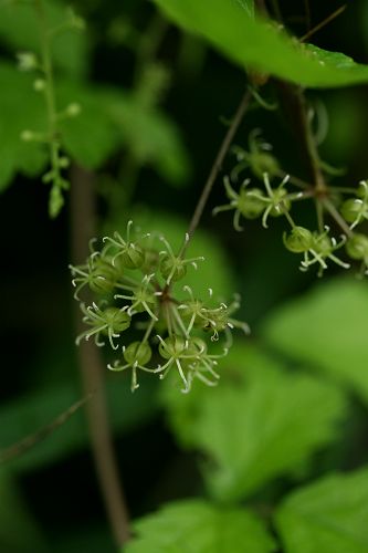 オオムラサキ自然歩道の花７　　シオデ_a0040021_0523351.jpg