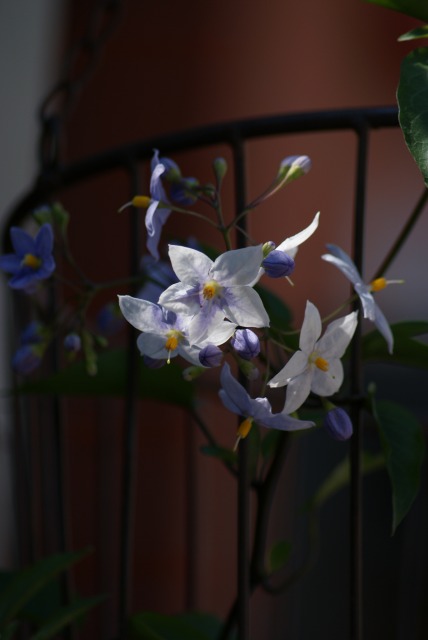 f0170524_1428160.jpg