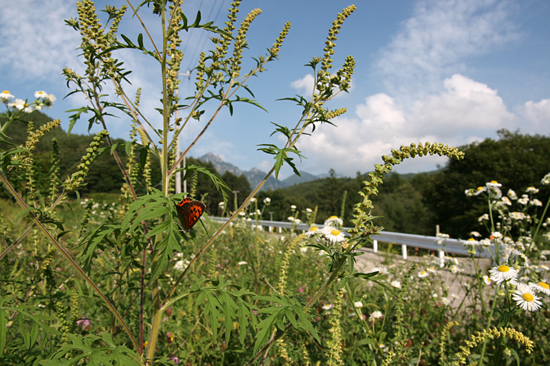 ２００９年８月下旬　山梨県北杜市のゴマシジミ保全活動_d0054625_2316375.jpg