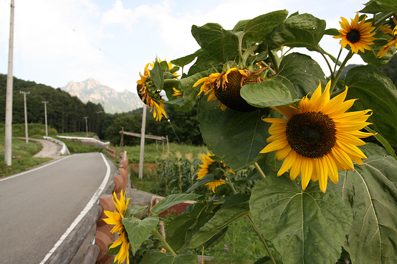 ２００９年８月下旬　山梨県北杜市のゴマシジミ保全活動_d0054625_2316456.jpg