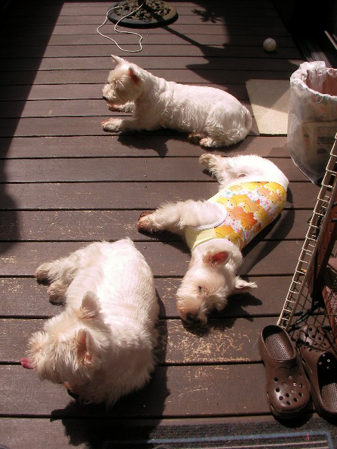 f0034444_14274.jpg