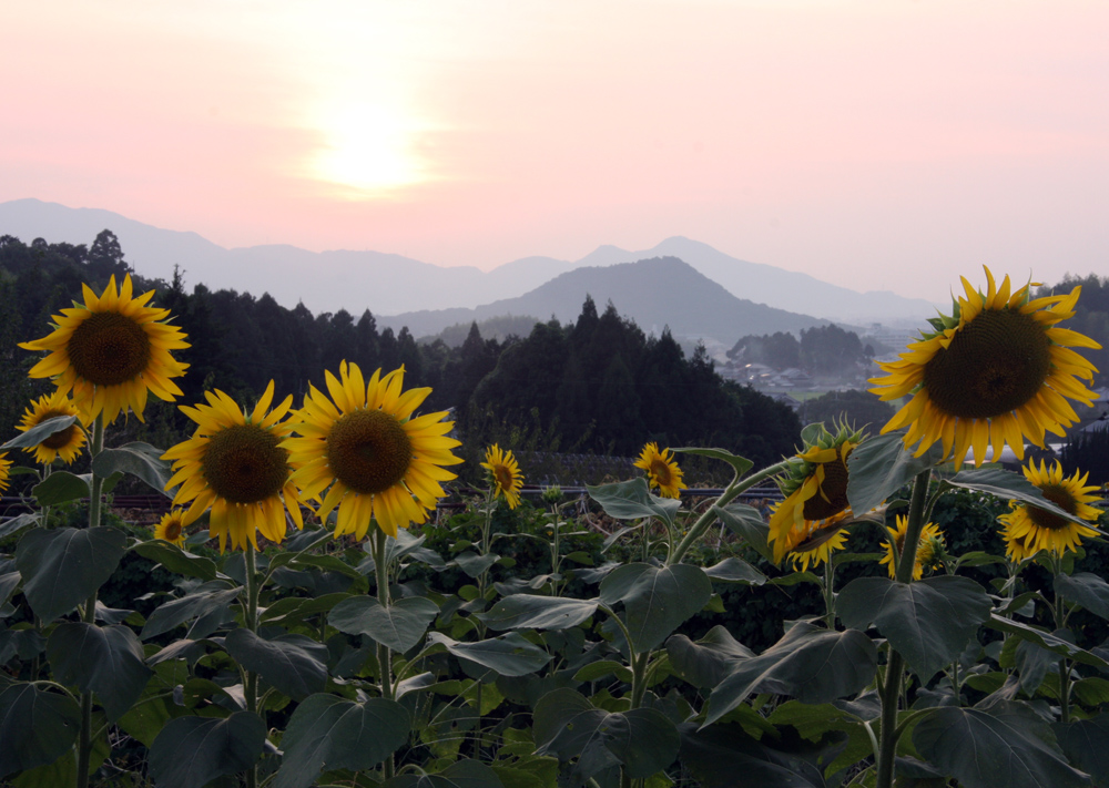 明日香　八釣（やつり）　夕日とヒマワリ_c0108146_21552075.jpg