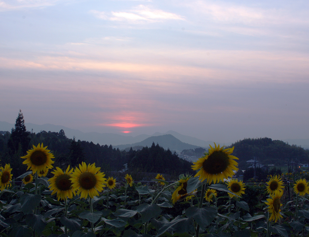 明日香　八釣（やつり）　夕日とヒマワリ_c0108146_21563167.jpg