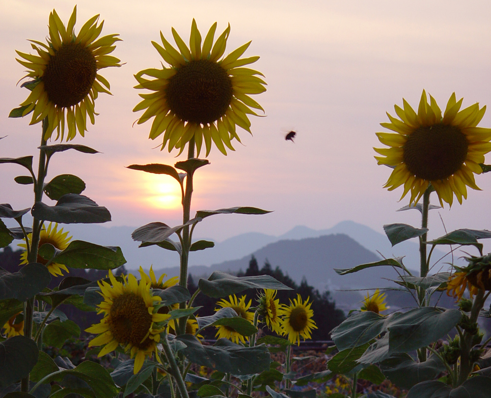 明日香　八釣（やつり）　夕日とヒマワリ_c0108146_2156674.jpg