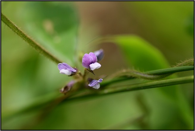 稲武に咲く花　Ⅲ_e0091347_6493293.jpg