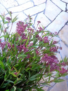 新しく入ったお花 フジバカマ 切花 ブレスガーデン Breath Garden 大阪 泉南のお花屋さんです