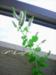 c0176651_22591145.gif