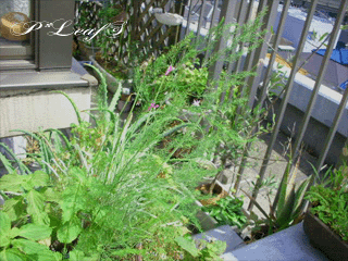 c0176651_2332190.gif