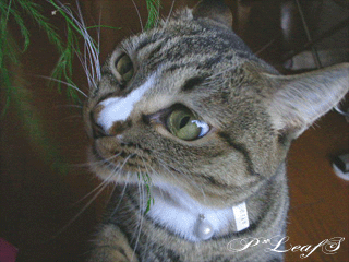 c0176651_2333366.gif