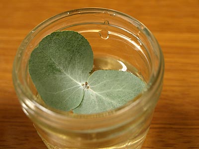 ☆まるで自由研究・ユーカリ☆_c0092953_17105777.jpg