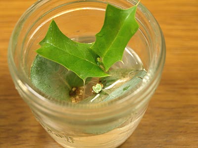 ☆まるで自由研究・ユーカリ☆_c0092953_17123076.jpg