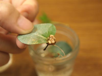 ☆まるで自由研究・ユーカリ☆_c0092953_1713466.jpg