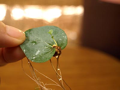 ☆まるで自由研究・ユーカリ☆_c0092953_17141648.jpg