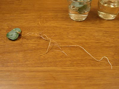 ☆まるで自由研究・ユーカリ☆_c0092953_17145771.jpg