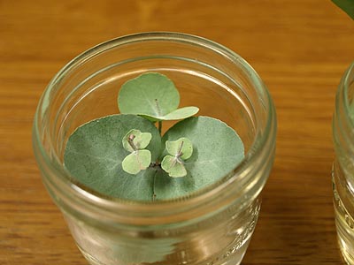 ☆まるで自由研究・ユーカリ☆_c0092953_17165119.jpg