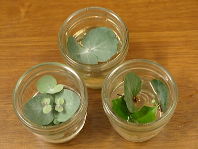 ☆まるで自由研究・ユーカリ☆_c0092953_17172223.jpg