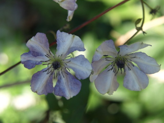 花が少ないですが・・・_e0105760_18543233.jpg