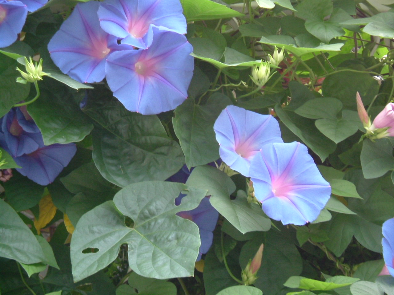ノアサガオ_f0150767_10482073.jpg