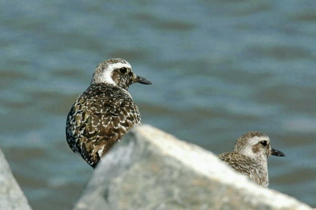 Black-bellied plover - ダイゼン_a0126969_215243.jpg