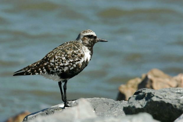 Black-bellied plover - ダイゼン_a0126969_2164150.jpg