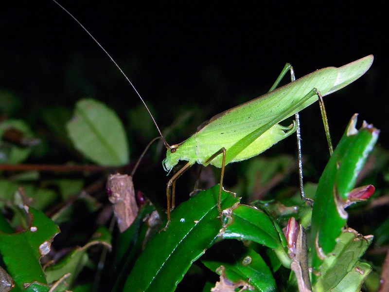 ★秋の夜は「鳴く」虫を探しに・・・(^^。_e0046474_23125031.jpg