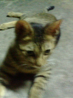 大阪から…キジトラ♀一才、里親さん募集中!!_c0167175_22161951.jpg