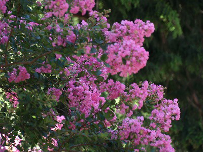d0054276_20729.jpg