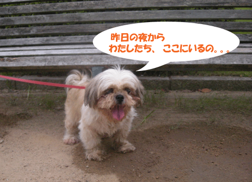 e0066883_211985.gif