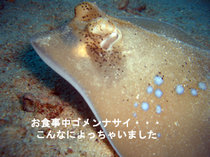 ダイビング一家!!_f0144385_21393481.jpg